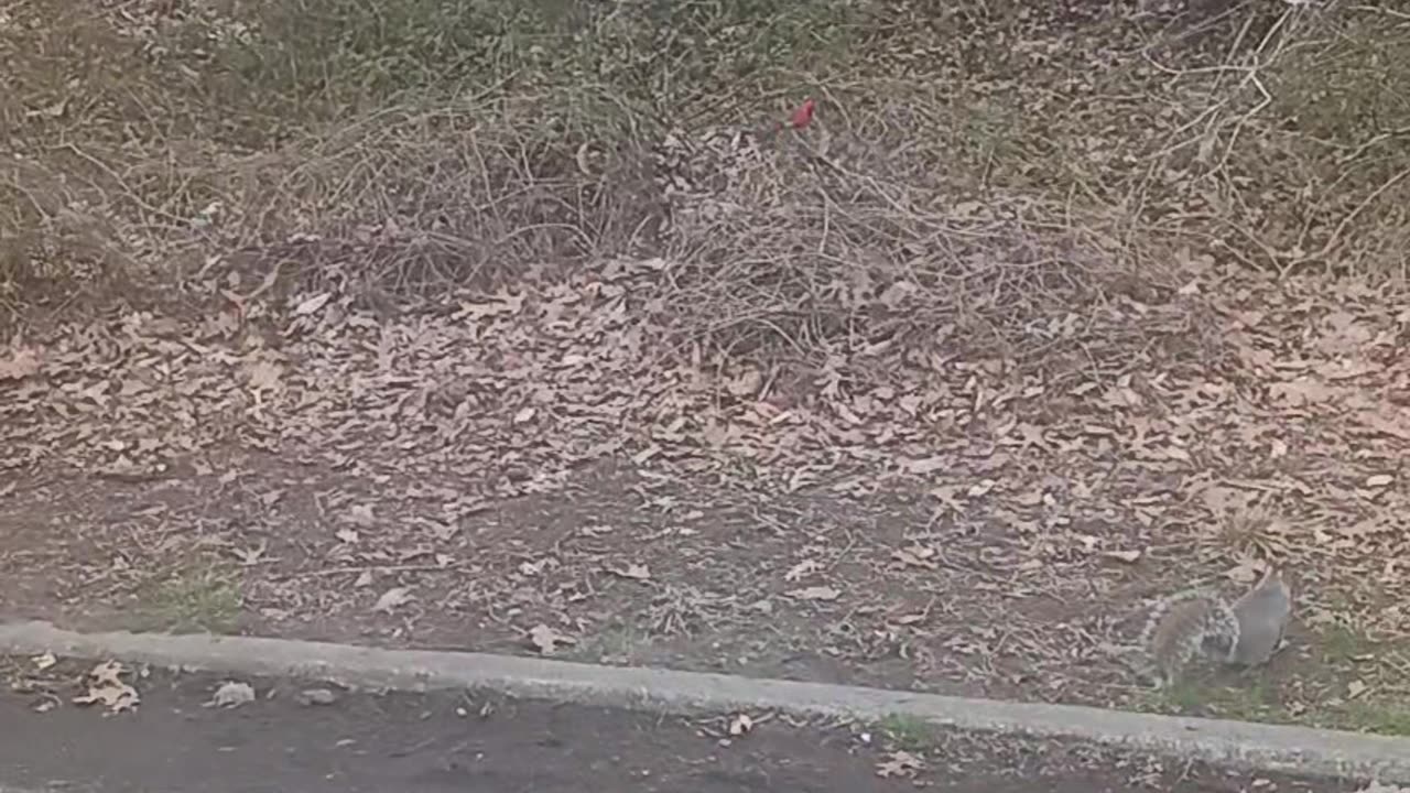 Squirrels and cardinal