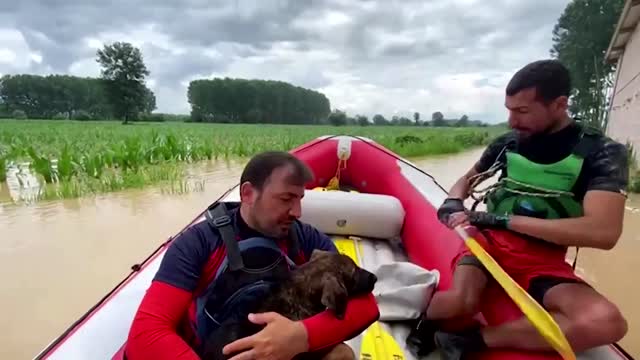 Volunteers rescue stranded animals from Turkey flood