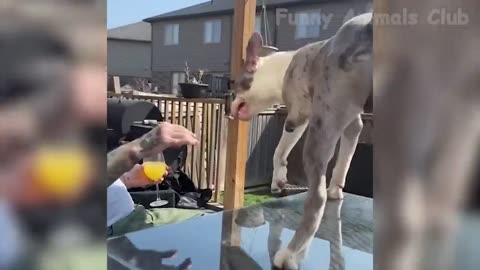 Try not to laugh