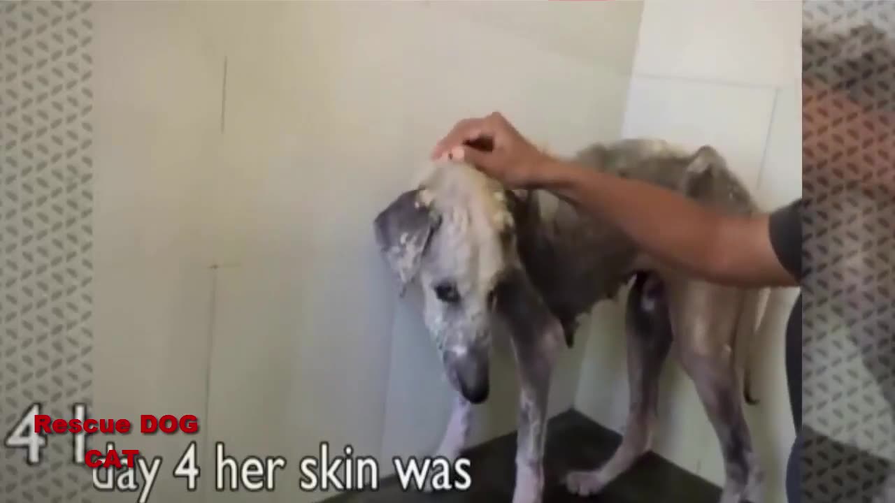 Rescue An Abandoned Dog ill - Try Not To Cry