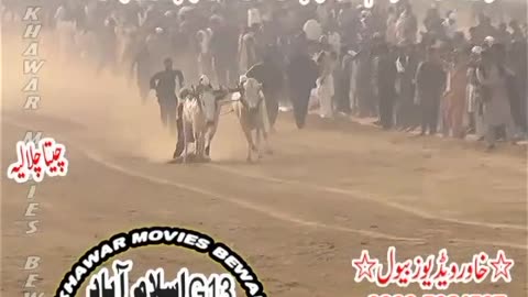 Bull race in islambad pakistan