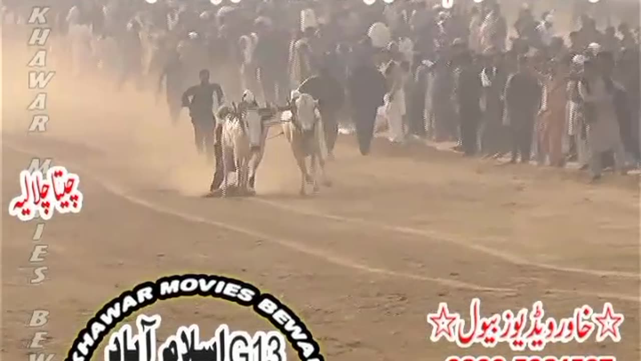 Bull race in islambad pakistan