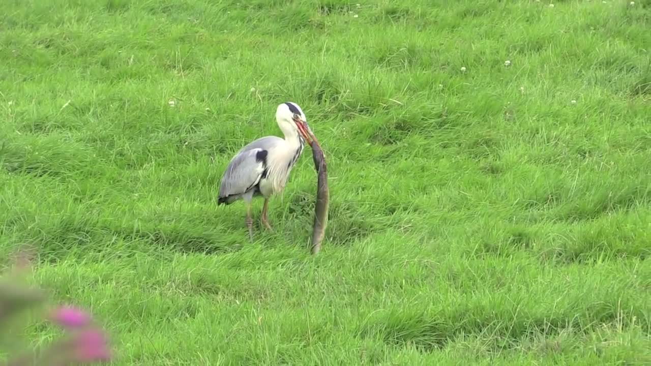 Vroege Vogels - Reiger eet paling