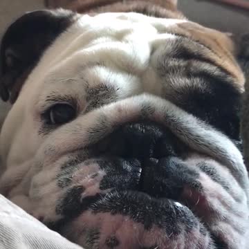 English Bulldog delivers flawless Ewok impression
