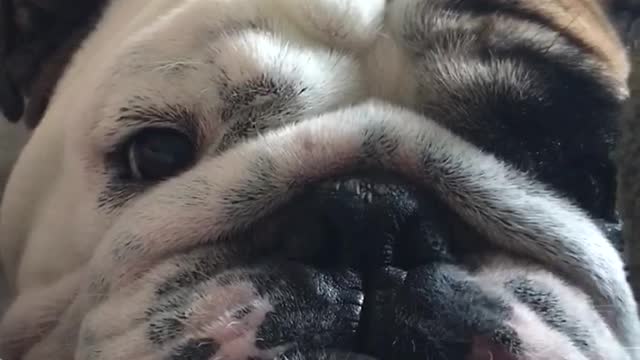 English Bulldog delivers flawless Ewok impression