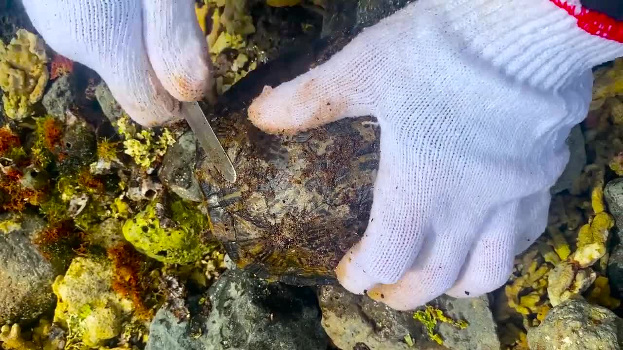 Sea turtle enjoy full body refreshing service when removed barnacles and mucus cement from shell