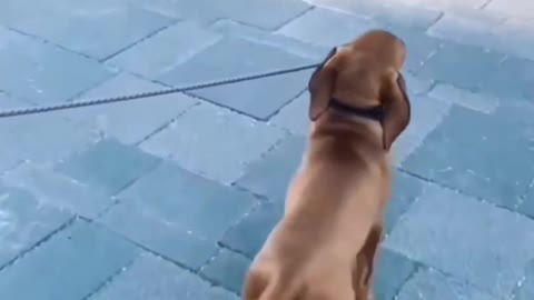 walk the walk & bark the talk