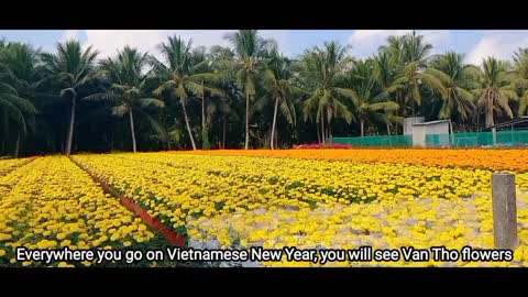 Vietnamese marigold