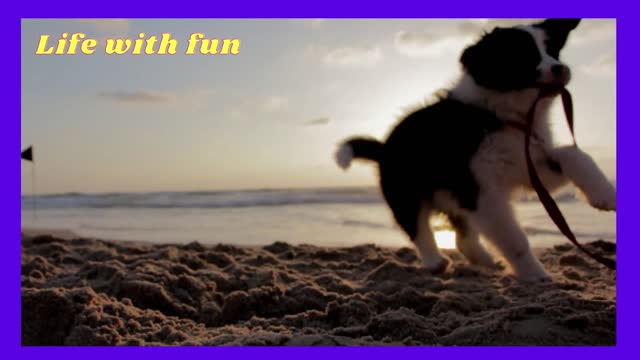cute doggy is enjoying on the beach.(life with fun)
