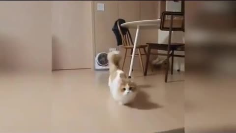 Play with cat