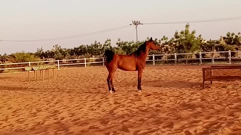 Arabian horse 🐎🐎🐎