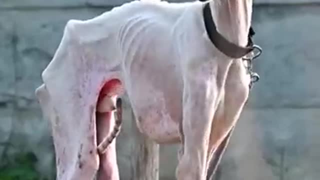 Wierd breed of dog 😱