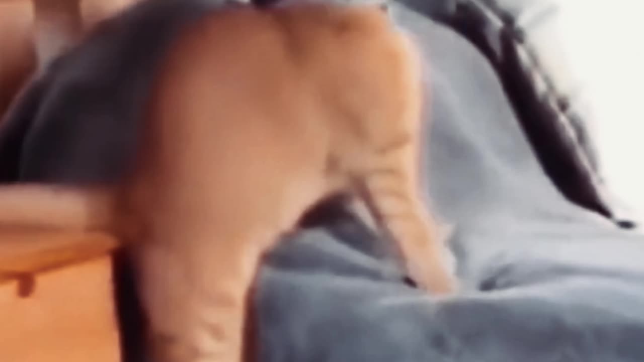 🐱 Funny cat videos | cute cats | Try not to laugh | Cat videos Compilation #shorts 🐈