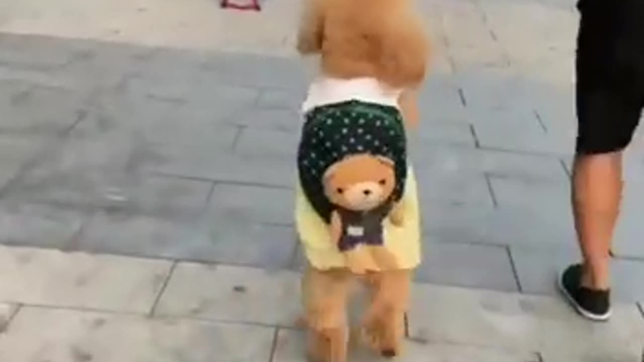 Cute and funny pets