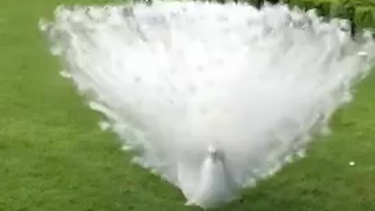 Very beautiful peacock