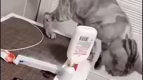❤It turns out that cats also have OCD❤