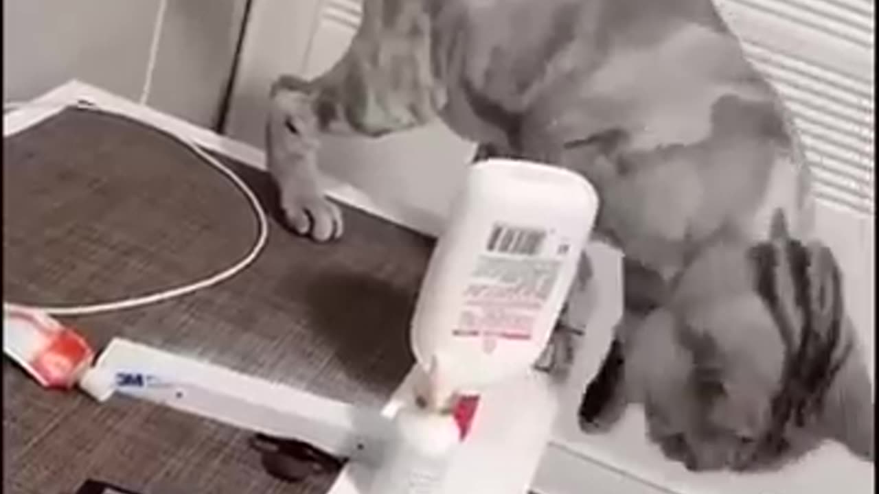 ❤It turns out that cats also have OCD❤