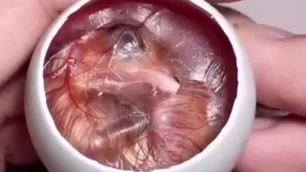 How A Chick Born From A Egg 🐣 Interesting Video