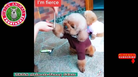 🐶TikTok Animals-Funny and Cute -Dog Video #22 ｜｜ TikTok Animals-Funny and Cute Channel.