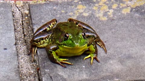 Bullfrog