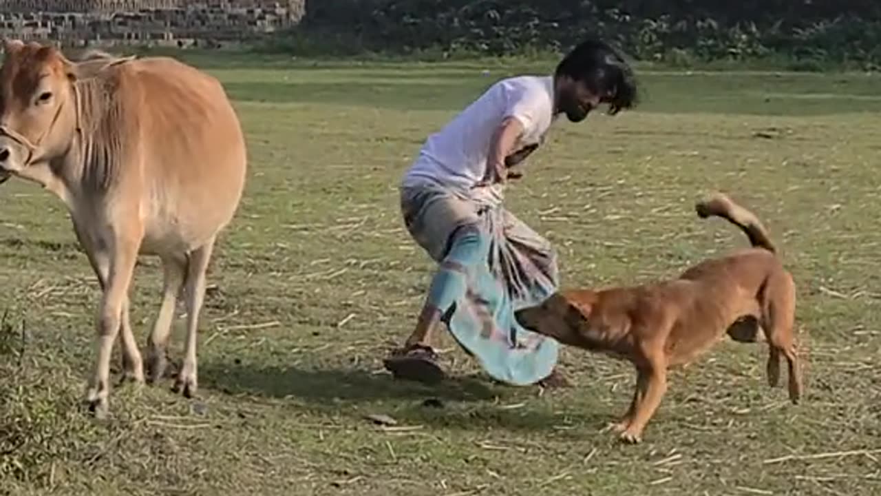 Dog attaked to cow