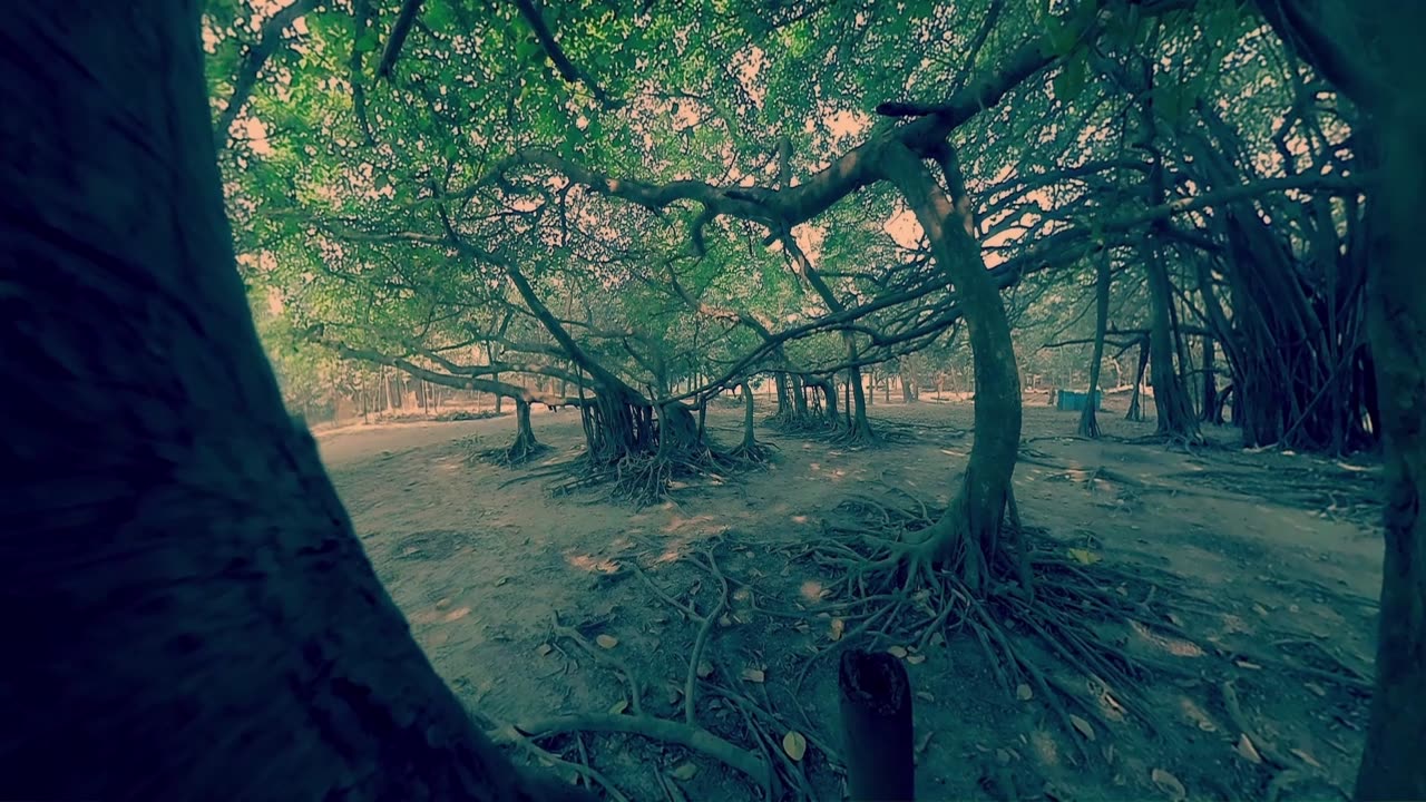 বনবিবির বটগাছ, সাতক্ষীরা, বাংলাদেশ