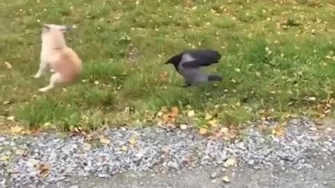 What mistake did the poor dog make?