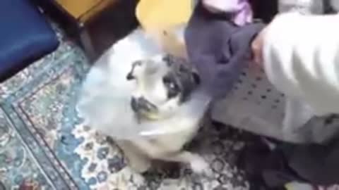 Funny Dog Video