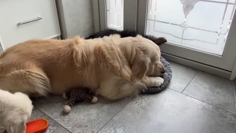 Funny Golden Retriever Playing Like a Little Puppy