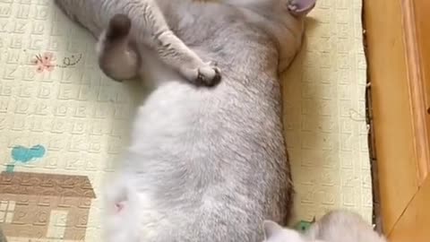 Cats in sexy mood funny video