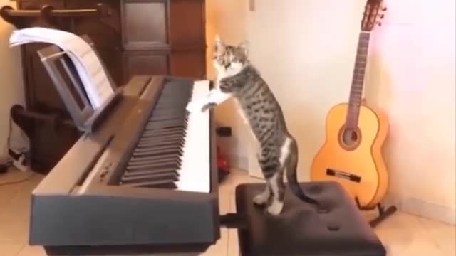 Funny cat videos 2022 - video