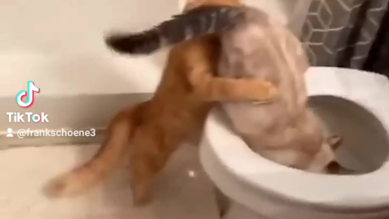 Another new cat movie