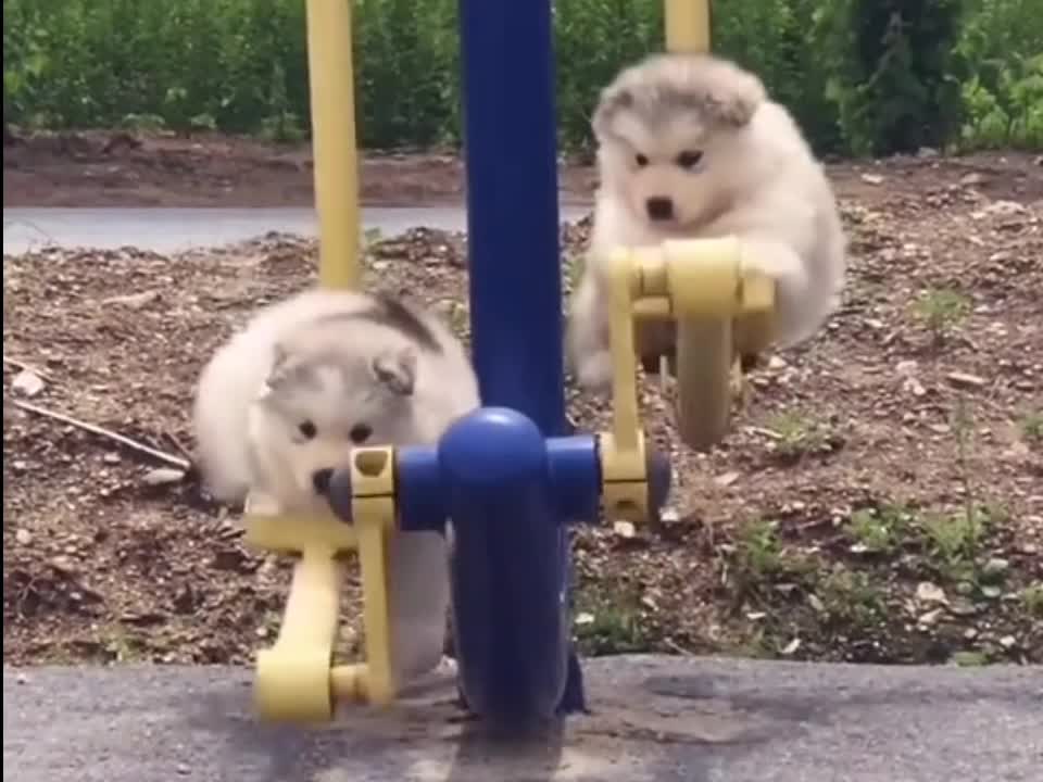 Funny dog video fall off the swing 2021