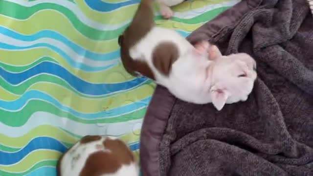 Funny English Bulldog Puppy