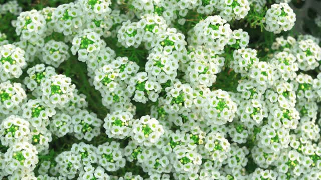 Bees and flowers in nature with stunning summer colors meticulously