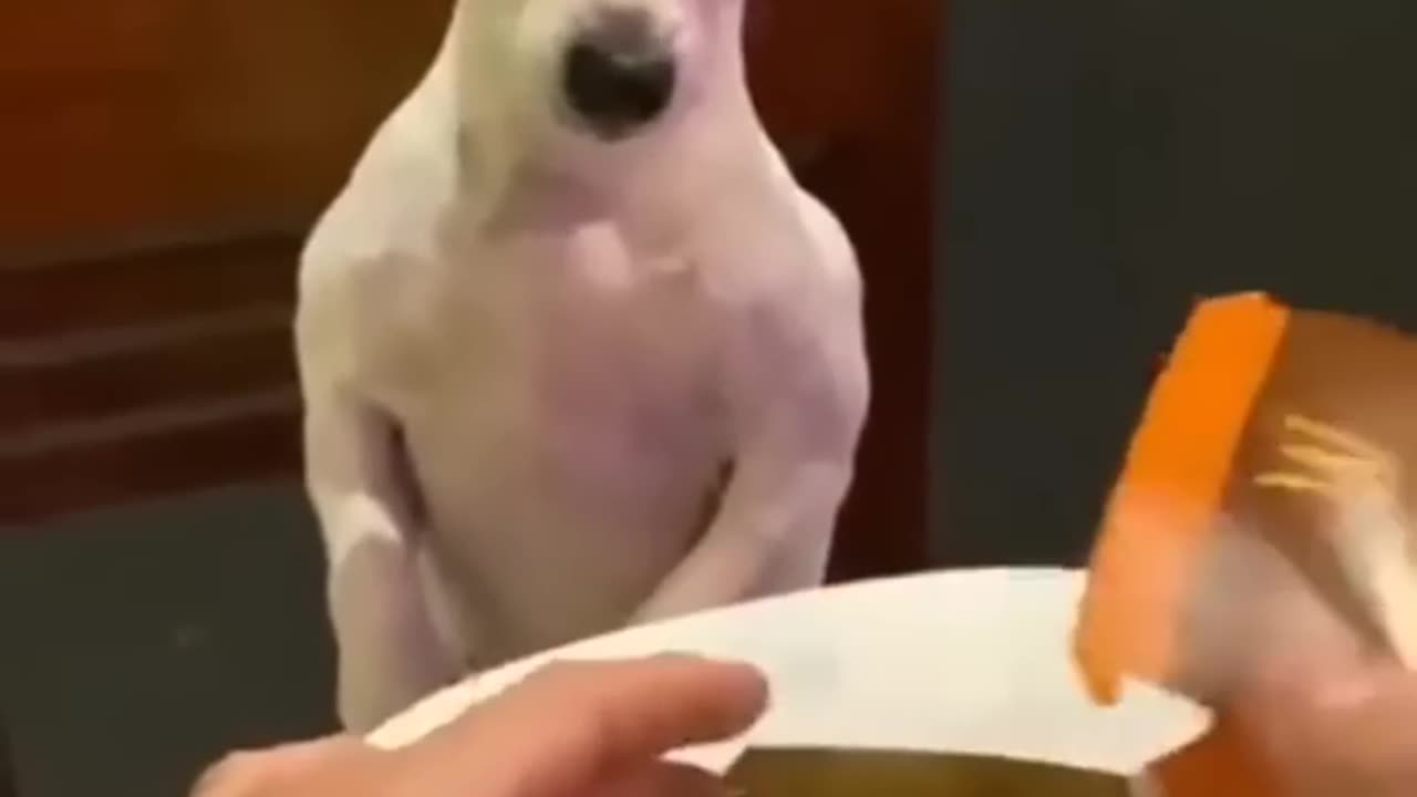 Cute Reaction of Dog on Seeing Smaller amount of Food