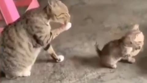 Funny cat videos