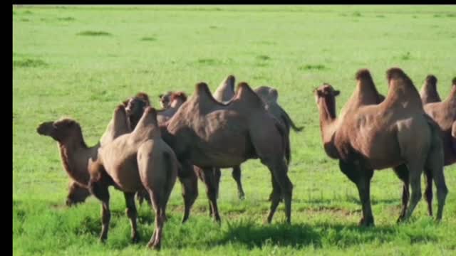 Camel in nature / camels grazing in the grass