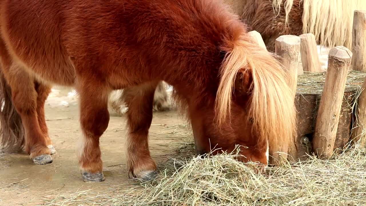 8 MINUTES of CURIOUS SHETLAND PONIES | BEST Relax Music, Meditation, Stress Relief, Calm | TVM