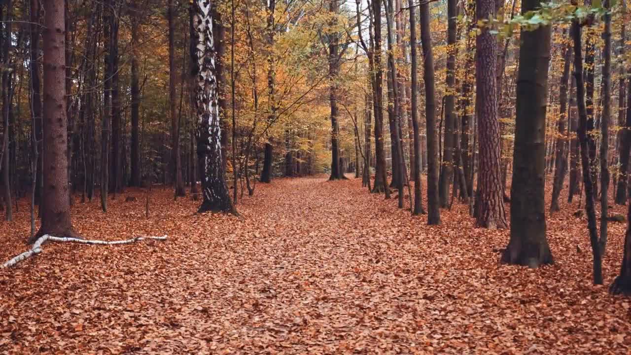 Enchanting Autumn Forests with Beautiful Piano Music