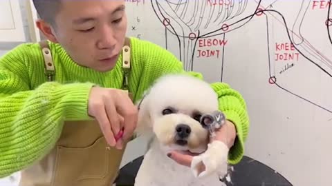 Toy Poodle Puppy Grooming _ Puppy Grooming _ Dog Grooming