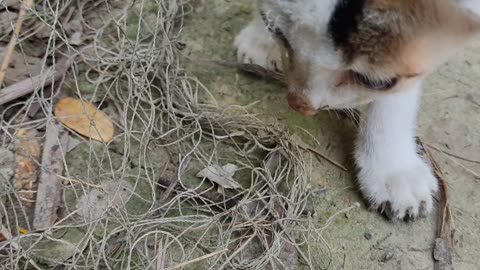 Comedy cat
