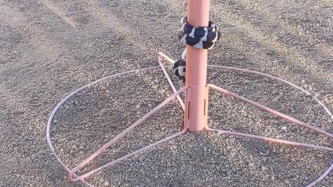 Columbine the Kingsnake - Backyard Exercise on the Jungle Gym