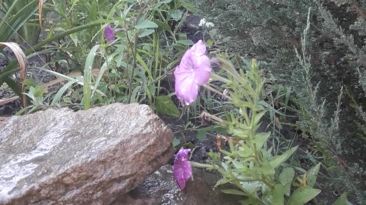 Wild stone, water, flower, Skalnik