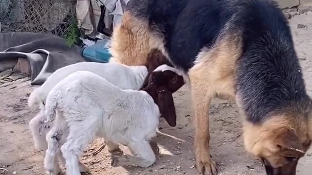 What is wrong with this little lamb?