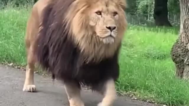 A LION