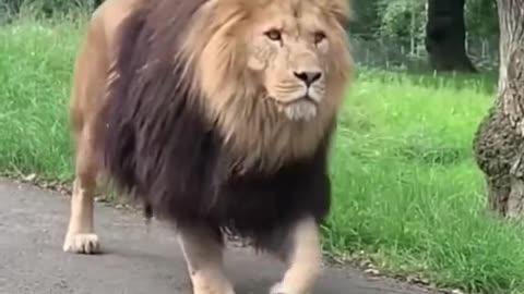 A LION