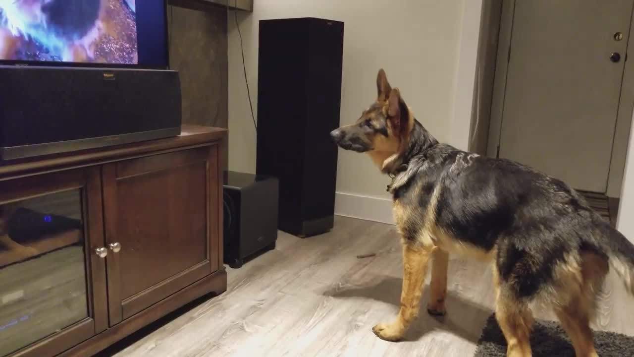 German Shepherd Howling Challenge!