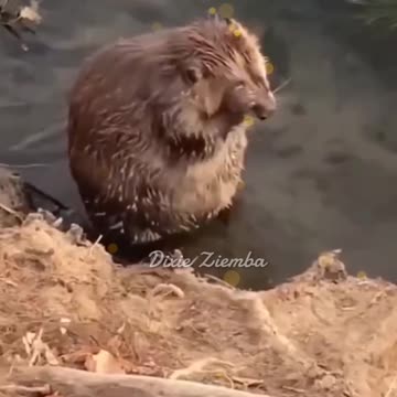 Beaver's got a squeaky clean routine 🚿