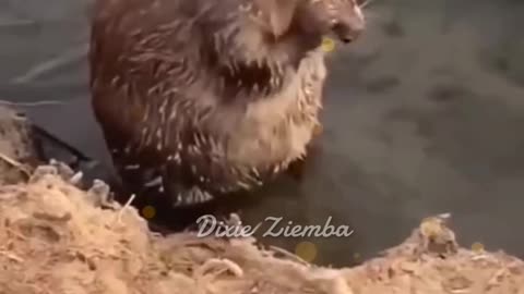 Beaver's got a squeaky clean routine 🚿